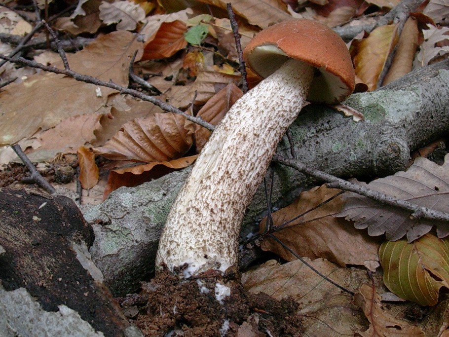 504 Novembre vecchio ritrovamento